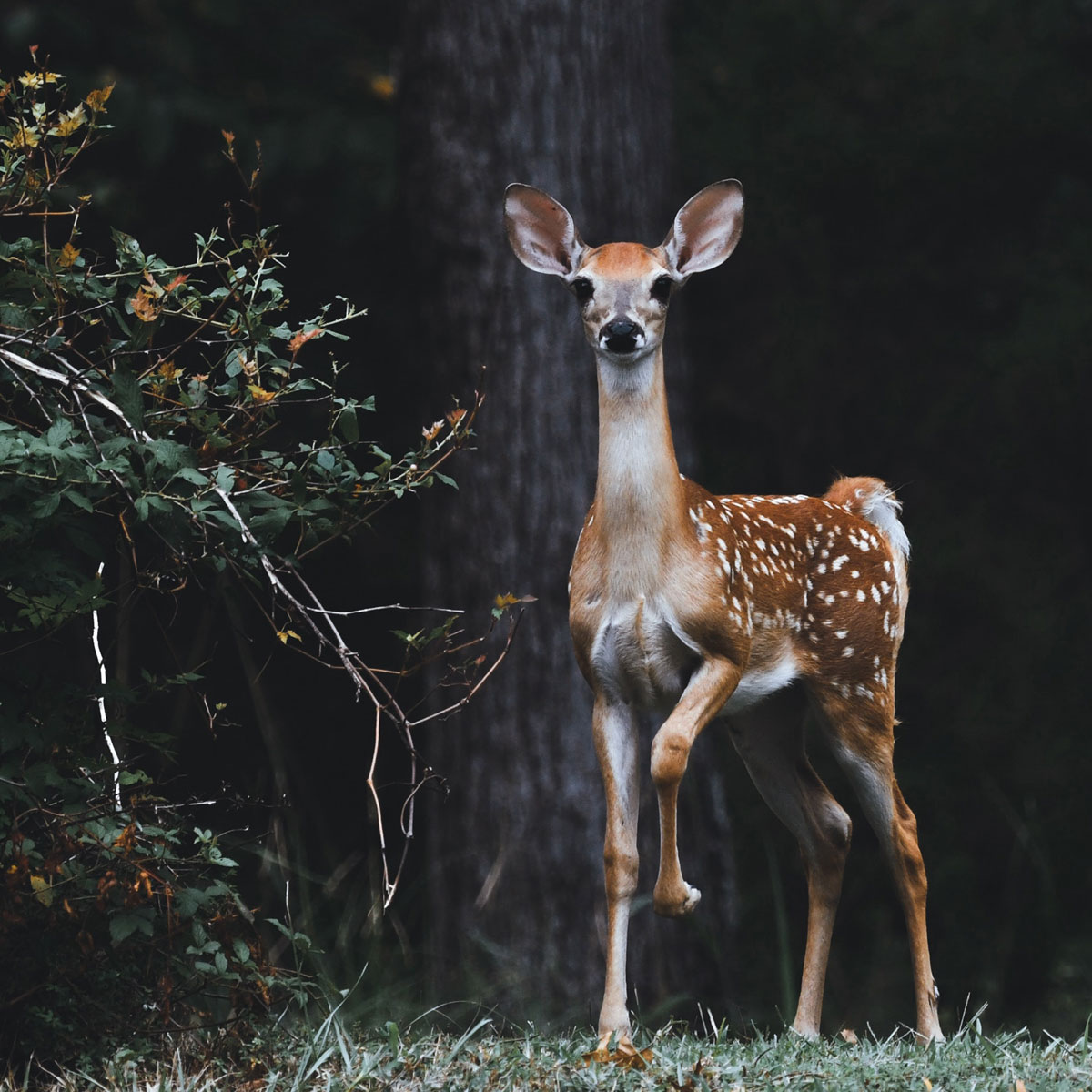 Careful deer cub